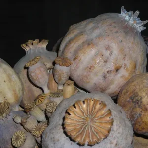 Opium Poppy Pod